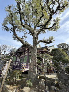 高木神社《東京・押上》