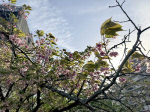 大岡川《神奈川・野毛》