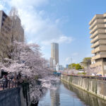 🌸2026桜《東京・目黒川》