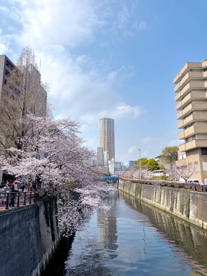 🌸2026桜《東京・目黒川》