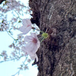 🌸2026桜《東京・目黒川》