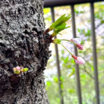 🌸2026桜《東京・目黒川》