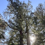夫婦杉《栃木・日光二荒山神社》