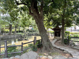 いの池《神奈川・大倉山》