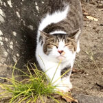 猫の細道《広島・尾道》