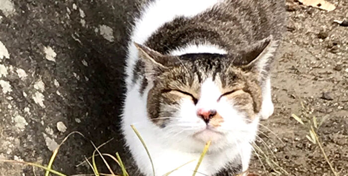 猫の細道《広島・尾道》